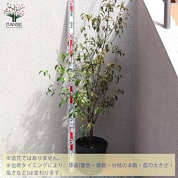 超美形。特大 エゴノキ3.5M(鉢底から)※エリア限定自社配送又はお引き取り 常緑エゴノキ 株立ち